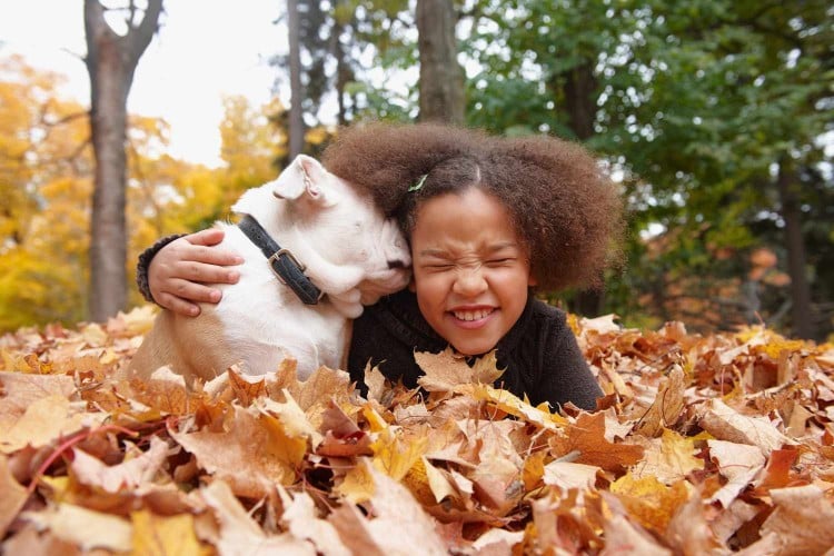 Can Dogs Eat Leaves or Will It Make Them Sick? What to Do If Your Pup Is Munching on the Crunchy Stuff