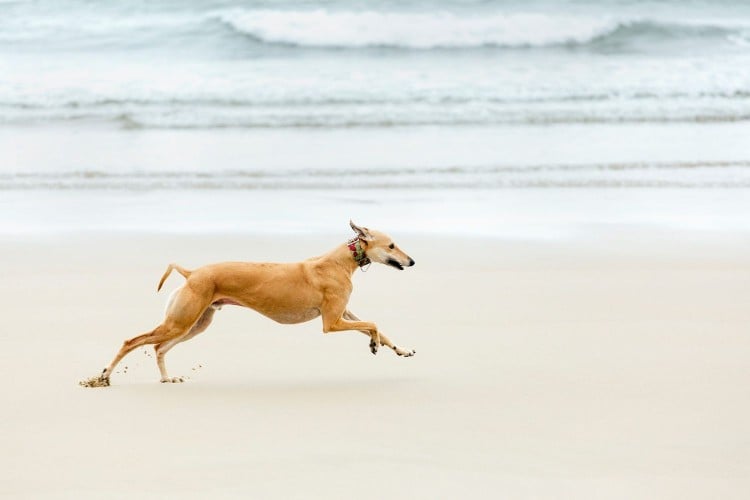 How Fast Can Dogs Run? Some Are Quite Zippy!