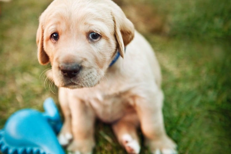 What To Do When Your Puppy Cries&mdash;and Why He&amp;#39;s Doing It