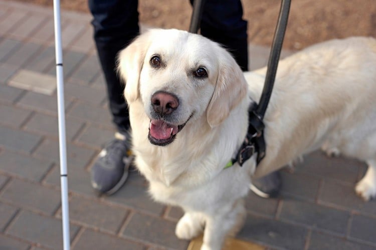 Here&amp;#39;s Why It&amp;#39;s Not OK to Pet Service Dogs (and What You Should Do Instead)
