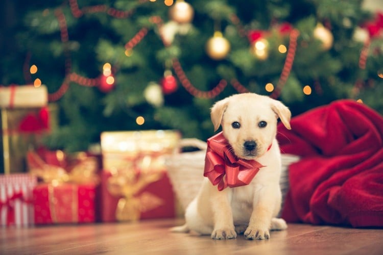 Should You Gift a Pet For Christmas? 8 Things to Think About First
