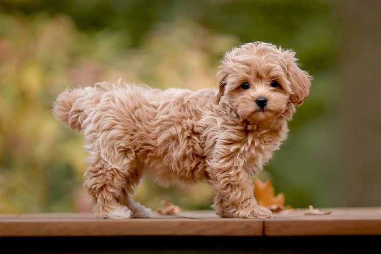 New to Dog Parenting? Here are 14 of the Best Dogs for First-time Owners