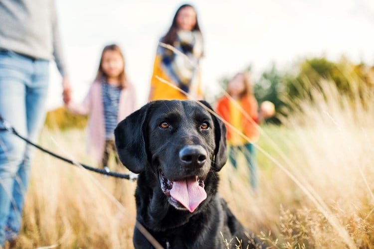 14 of the Best Family Dogs Ready to Be Everyone&amp;#39;s Pal