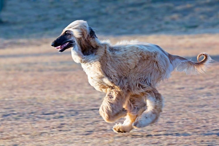 20 Dog Breeds That Don&amp;#39;t Shed (Much)