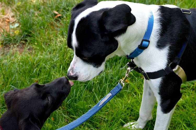 Amazon&amp;#39;s Super Bowl Commercial Is a Good Example of How Not To Approach Our Dogs&amp;#39; Behavior Issues