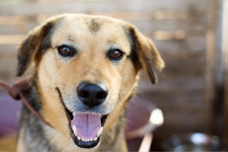 8 Reasons We Love Animal Shelters &amp;amp; Rescues