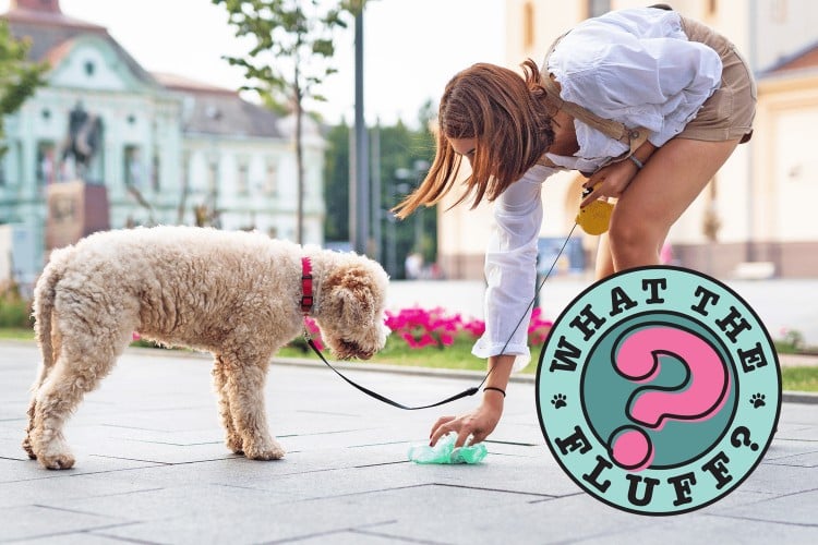 Worms in Dog Poop Are Nasty. Here&amp;#39;s How To Get Rid of Them
