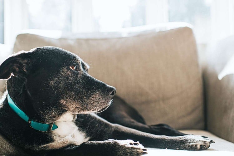 Ataxia in Dogs: It&amp;#39;s More Than Just Clumsiness