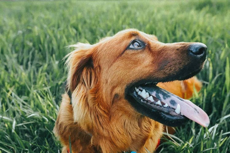 Why Is There a Black Spot on My Dog&amp;#39;s Tongue?