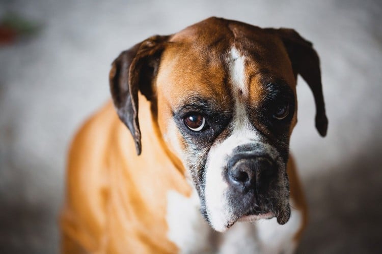 Is Your Dog at Risk of Bloat? Here&rsquo;s What You Need to Know
