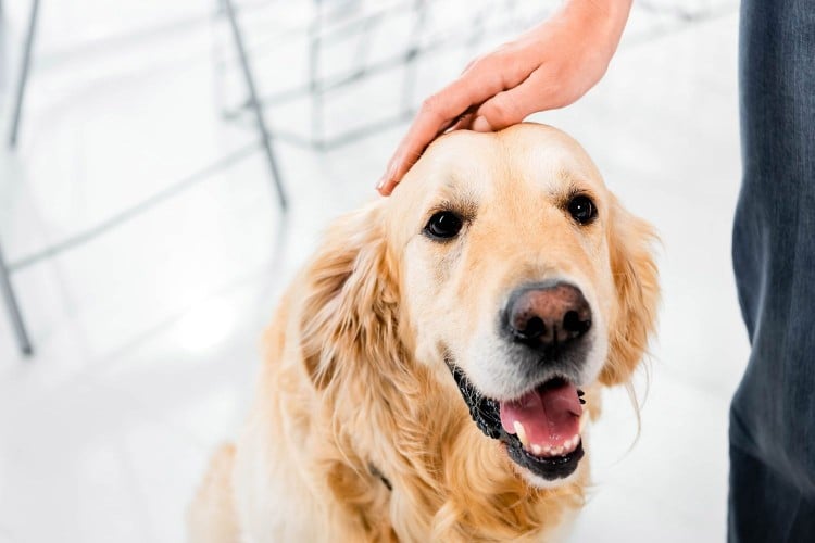 Have You Noticed Blood in Your Dog&amp;#39;s Urine? Here&amp;#39;s What it Means and How to Treat It
