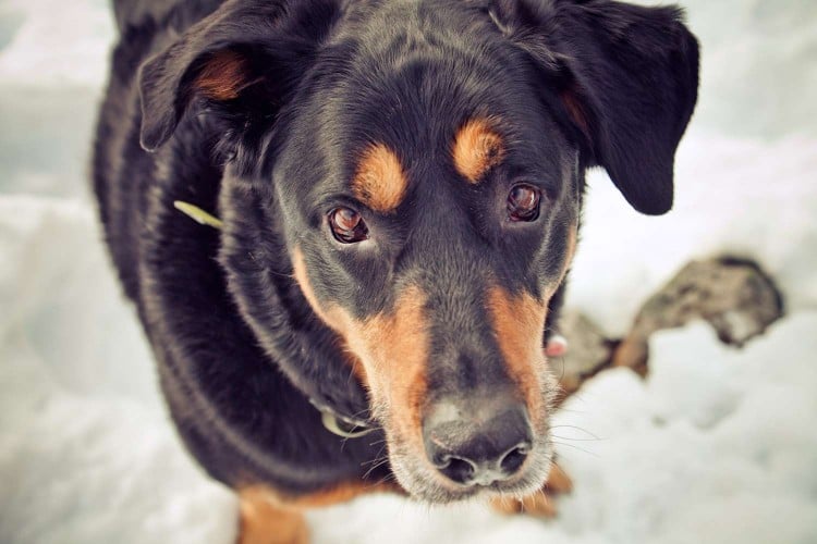 Do Dogs Get Colds?