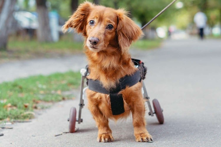 Cerebellar Hypoplasia in Dogs: What It Is and How to Care for a Wobbly Pup