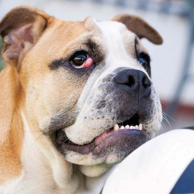 Cherry Eye: What It Is &amp;amp; When to Seek Help for Your Dog