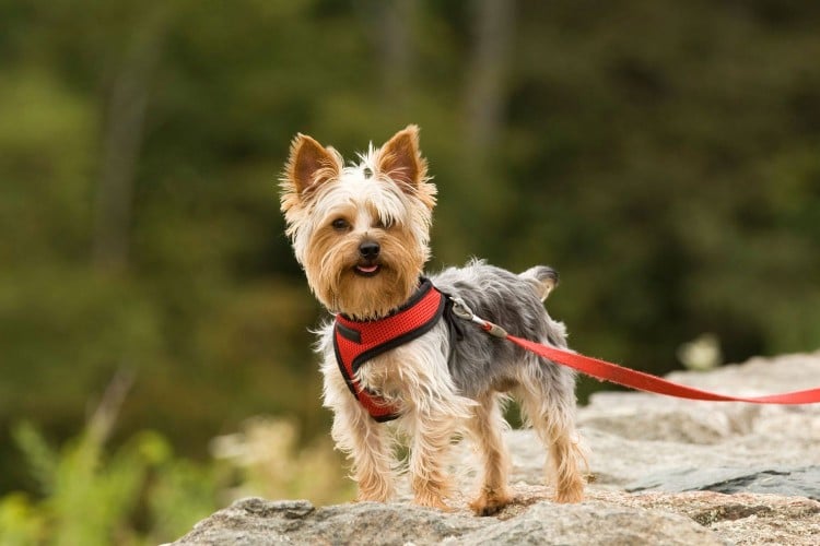 Is Your Dog Coughing a Lot? It Could Be Caused by a Collapsed Trachea