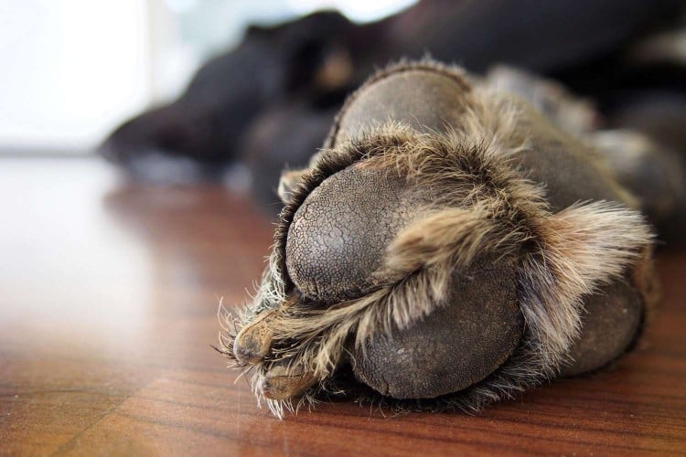 How to Prevent Cracked Dog Paws and Protect Your Pup&amp;#39;s Skin from Dryness