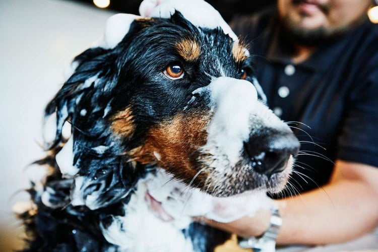 Causes of Dog Dandruff and How to Get Rid of It&mdash;Fast