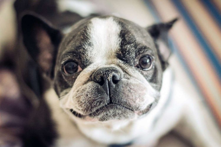 What Does It Mean When a Dog&rsquo;s Nose Is Dry?