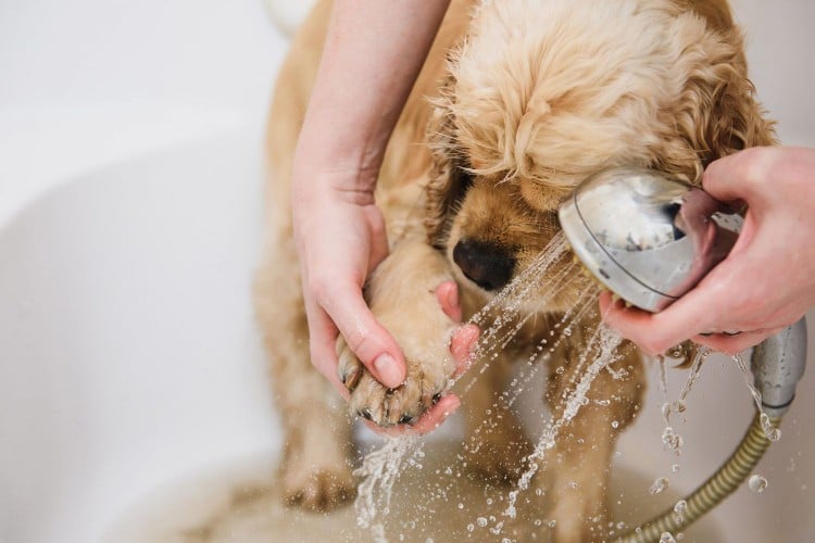 How to Moisturize Your Dog&amp;#39;s Dry, Flaky Skin to Ease Itchiness and Redness