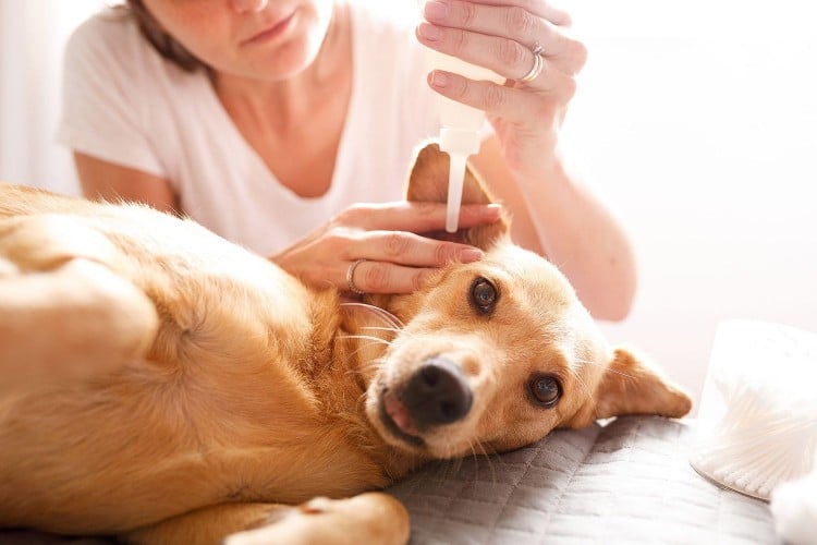 Dog Ear Infection? Know the Signs and How to Get Rid of It