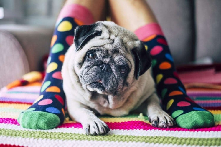 The Low-Down on Dog Eye Discharge: Are Eye Boogers Normal?