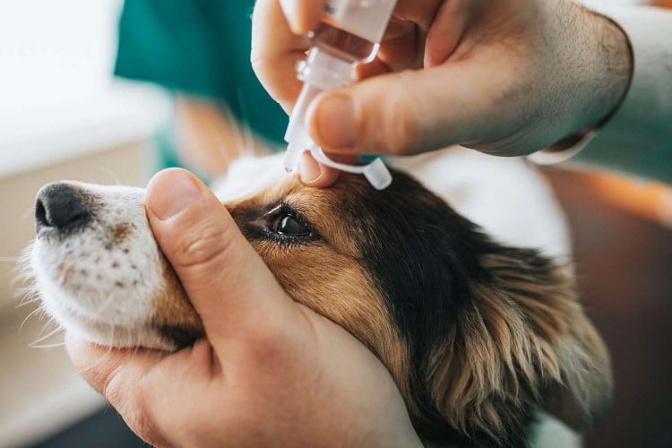 Canine Conjunctivitis: How to Recognize and Treat Pink Eye in Dogs