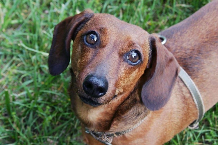 Why Is My Dog Pooping Blood?