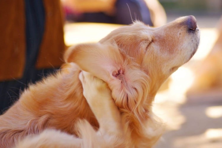 Why Does Your Dog Have a Rash? Common Causes and Treatments Explained