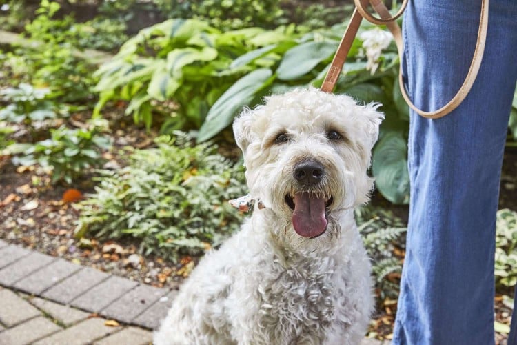 Could Your Dog Have a UTI? Here&amp;#39;s What to Do