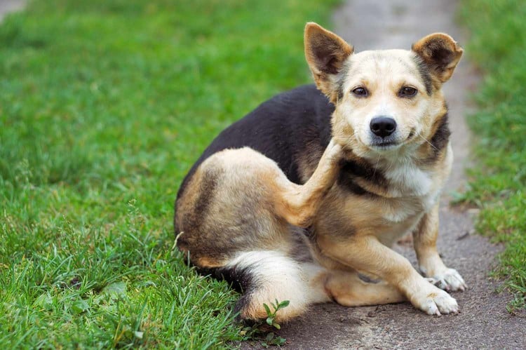 Could Your Dog Have a Yeast Infection? Here&amp;#39;s What to Do