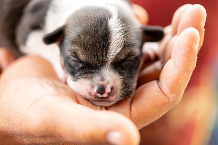 Fading Puppy Syndrome: How to Help a Sick Newborn Puppy