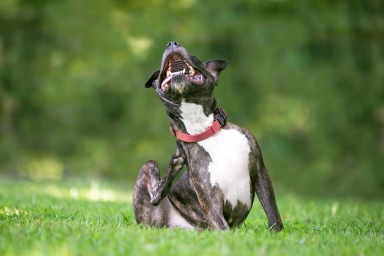 How to Spot and Treat Folliculitis in Dogs