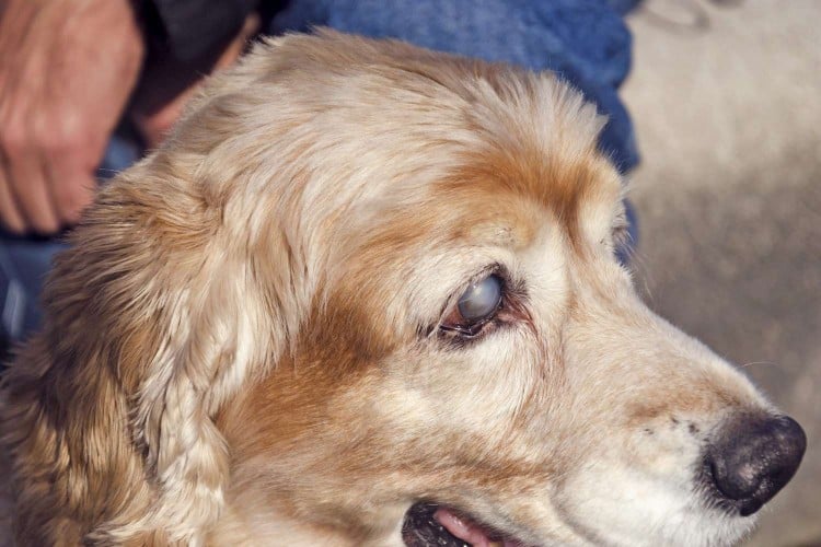 Glaucoma in Dogs: Cloudy Eyes Mean You Need to Visit Your Pup&amp;#39;s Veterinarian