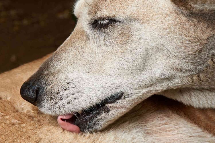 Help, My Dog Won&amp;#39;t Stop Licking! What To Do About Hot Spots