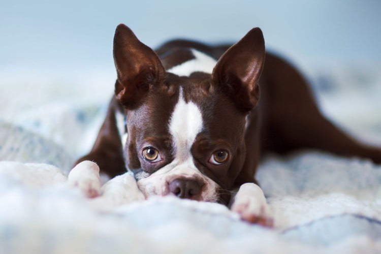 What to Do If Your Dog Has Been Diagnosed With a Luxating Patella