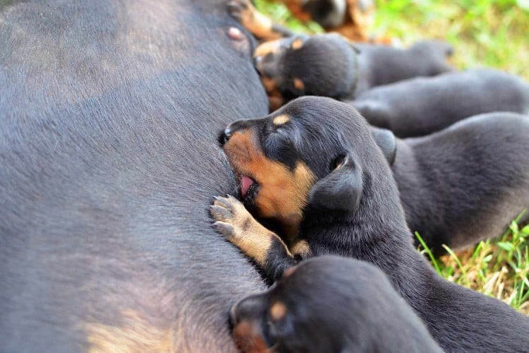 The Surprising Signs of Mastitis in Dogs (and How to Help Your Nursing Dog Feel Better)