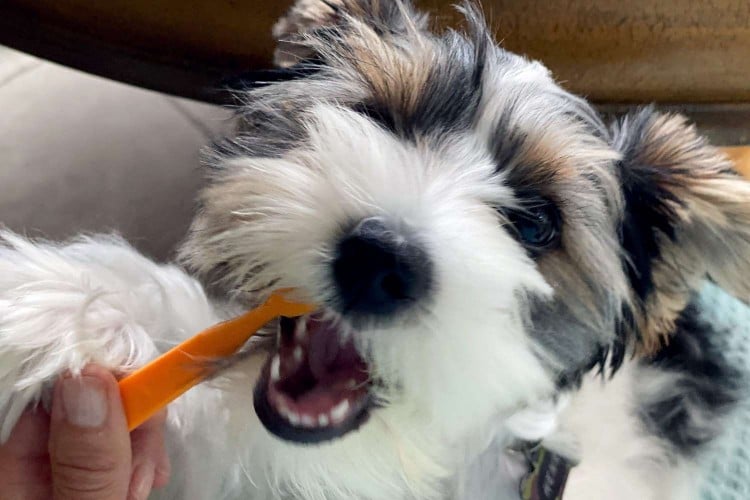 Signs of Tooth Decay in Dogs and How to Get Your Pup Smiling Again