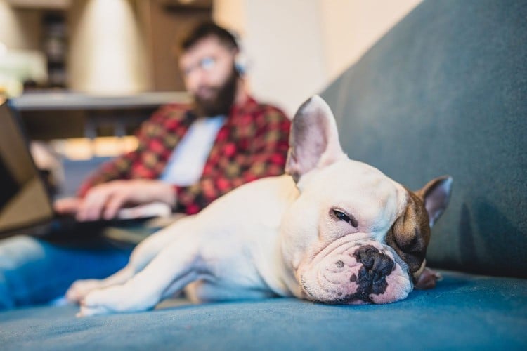 What Happens If a Dog Gets a Torn ACL? Here&amp;#39;s What to Expect If It Happens to Your Pup