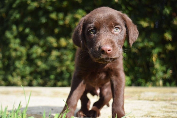 Are Umbilical Hernias in Dogs Something to Worry About?