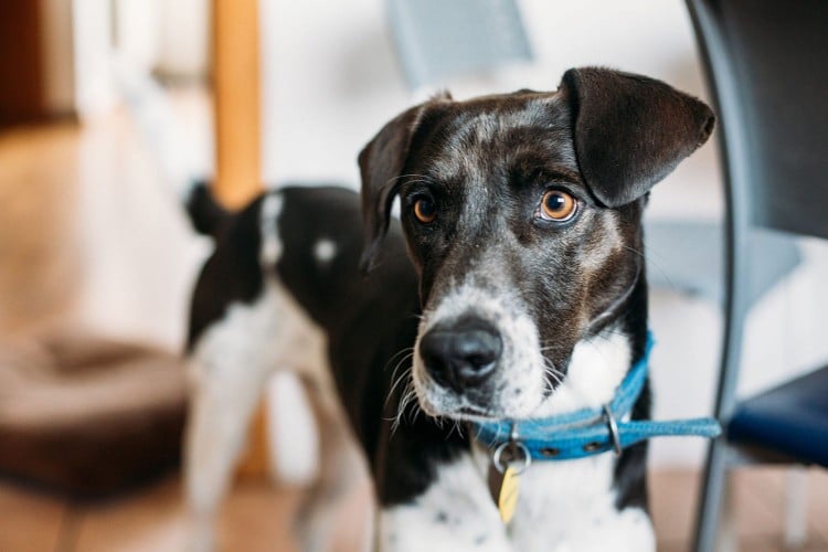 What To Do If Your Dog&amp;#39;s Vagina Is Swollen