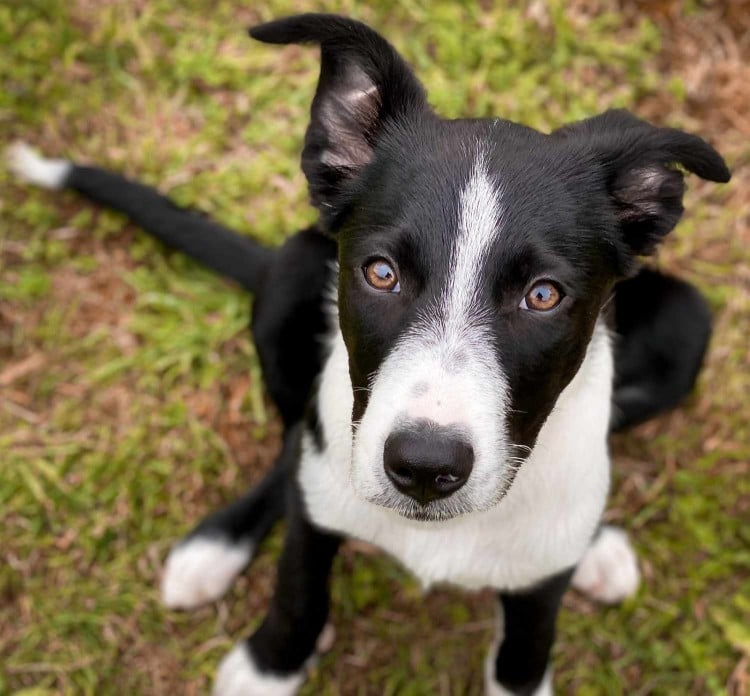 Why Does My Dog Smell Like Fish? 5 Common Causes Behind the Stink