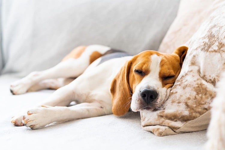 Does Your Dog Have a Fever? Here&amp;#39;s How to Know
