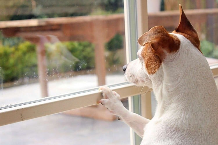 Heading Back to Work? You&amp;#39;ll Need to Make Sure Your Dog Is Ready, Too