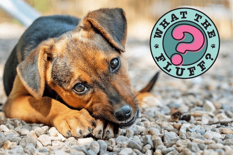Why Does Your Dog Eat Rocks?