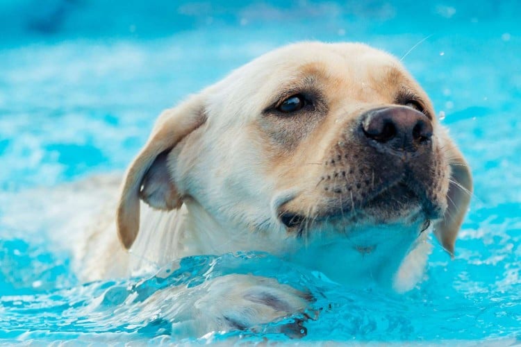How to Teach Your Dog to Swim&mdash;Whether You&amp;#39;re Headed to the Beach or Pool