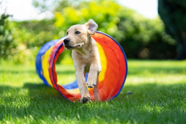 Here&amp;#39;s How to Build a DIY Dog Agility Course in Your Own Backyard