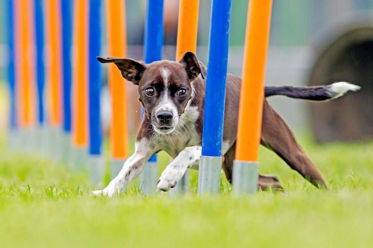 The Benefits of Dog Agility Training (and How to Get Started)