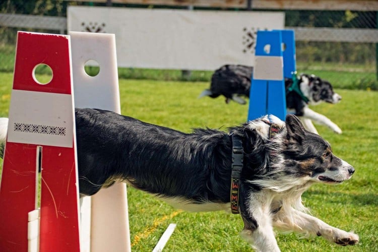 Flyball: A Unique Team Sport to Strengthen Your Bond With Your Pup