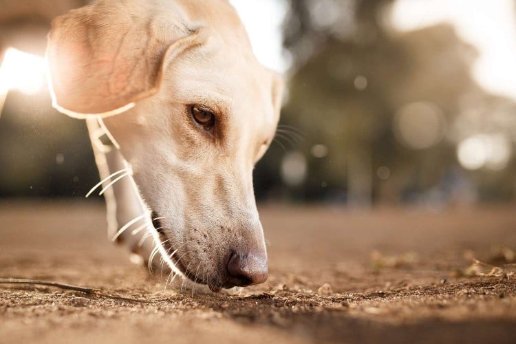 5 Reasons Nose Work Training for Your Dog May Be the Best Activity You Haven&amp;#39;t Tried Together Yet