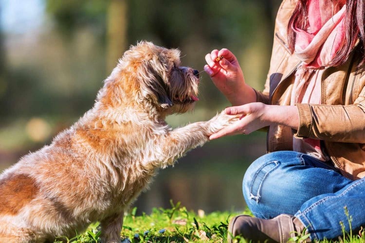 How to Teach Your Dog 4 Training Basics